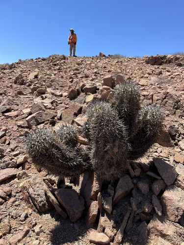 Copiapoa marginata