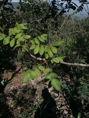 Bursera esparzae