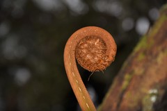 Alsophila celsa