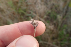 Rhynchospora fascicularis