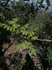 Bursera esparzae