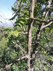 Bursera esparzae