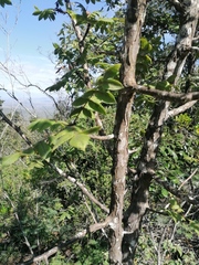 Bursera esparzae