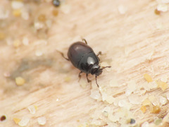 Halacritus punctum