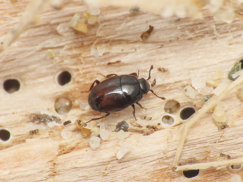 Halacritus punctum