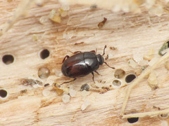 Halacritus punctum