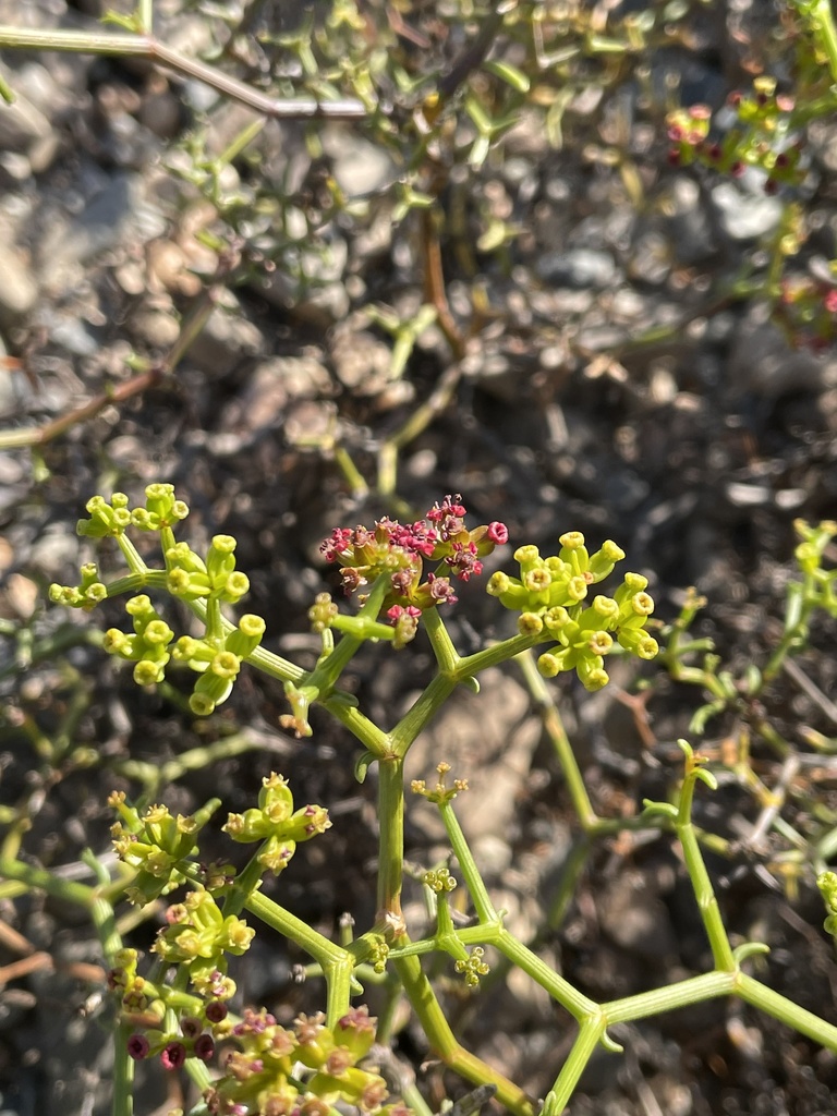 Gymnophyton foliosum
