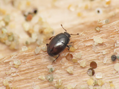 Halacritus punctum