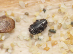 Halacritus punctum