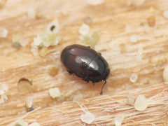 Halacritus punctum