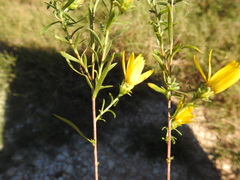 Xanthisma texanum drummondii