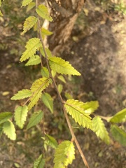 Ulmus pumila