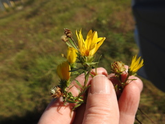 Xanthisma texanum drummondii