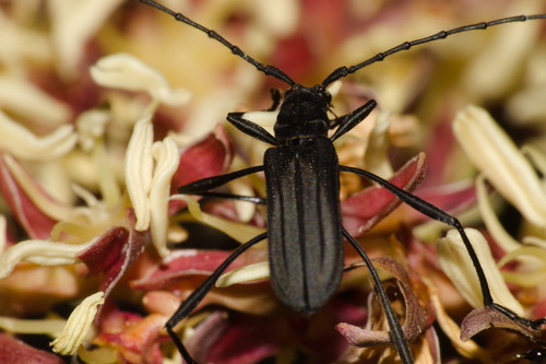 Listroptera tenebricosa