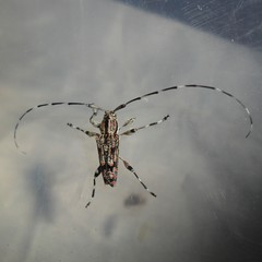 Colobothea rubroornata