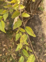 Ulmus pumila