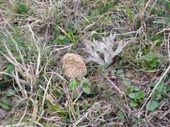 Morchella steppicola