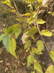 Ulmus pumila
