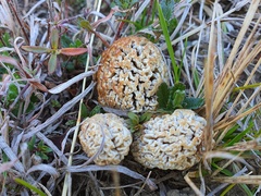 Morchella steppicola