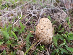 Morchella steppicola