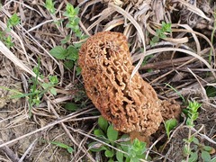 Morchella steppicola
