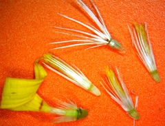 Xanthisma texanum drummondii