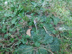 Chaptalia arechavaletae