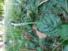 Chaptalia arechavaletae