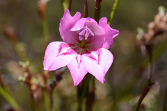 Gladiolus ornatus