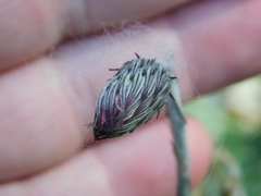 Chaptalia arechavaletae