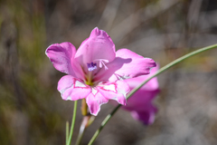 Gladiolus ornatus