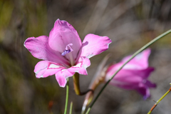 Gladiolus ornatus
