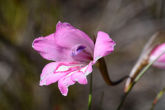 Gladiolus ornatus