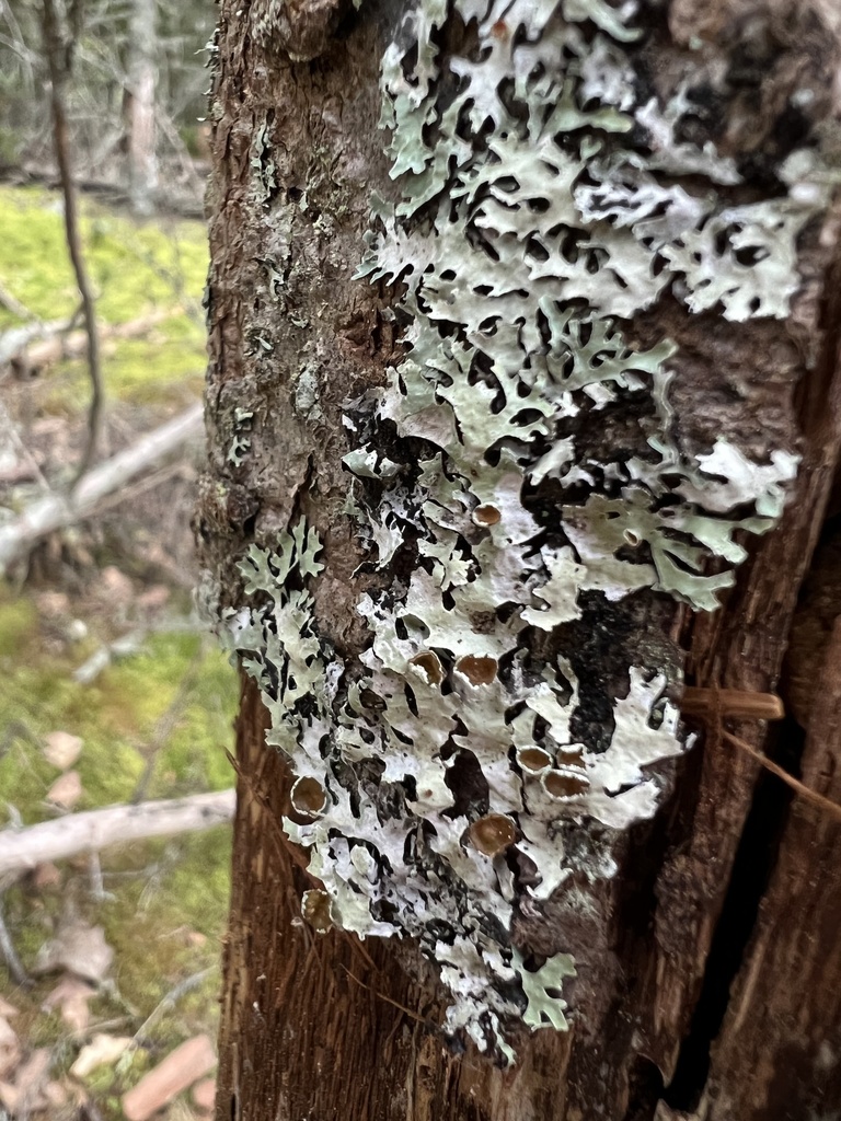 Parmelia fertilis