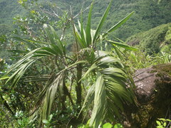 Roscheria melanochaetes