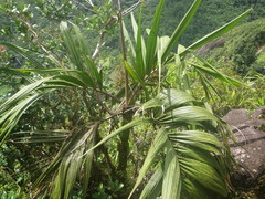 Roscheria melanochaetes