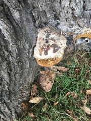 Pseudoinonotus dryadeus