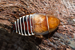 Temnopteryx phalerata