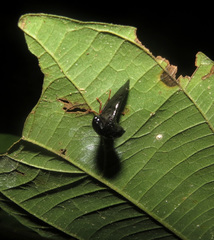 Hanstruempelia bitumina