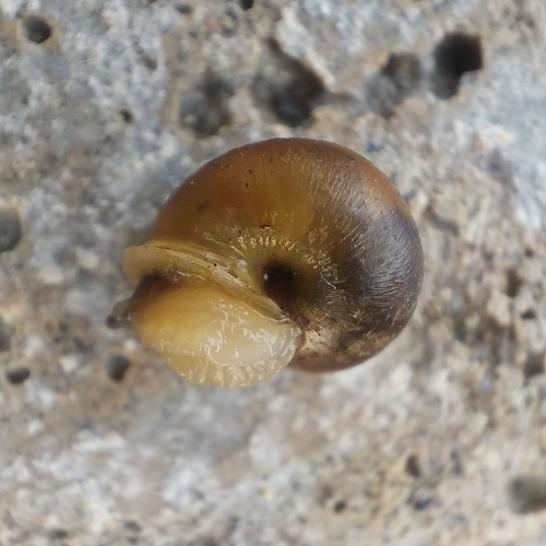 Ponentina ponentina