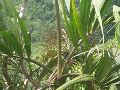 Roscheria melanochaetes