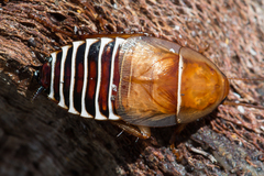 Temnopteryx phalerata