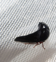 Hanstruempelia bitumina