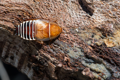 Temnopteryx phalerata
