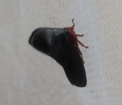 Hanstruempelia bitumina