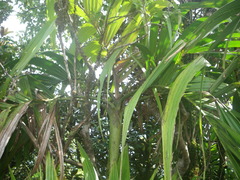 Roscheria melanochaetes