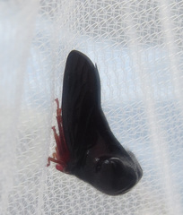 Hanstruempelia bitumina