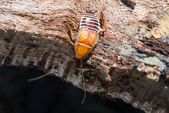 Temnopteryx phalerata