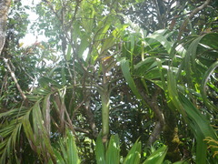 Roscheria melanochaetes