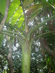 Roscheria melanochaetes